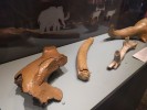 Ancient animal bones